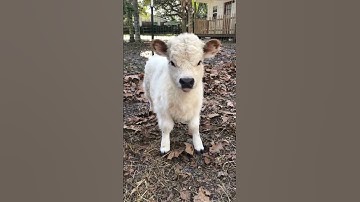suara sapi kecil imut ,emooookkk emooo #shorts #lucu #hewan #suarasapi #sapi
