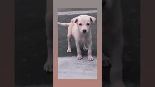 dog ki kahani#sssteel#ssssoindia#satyamrox