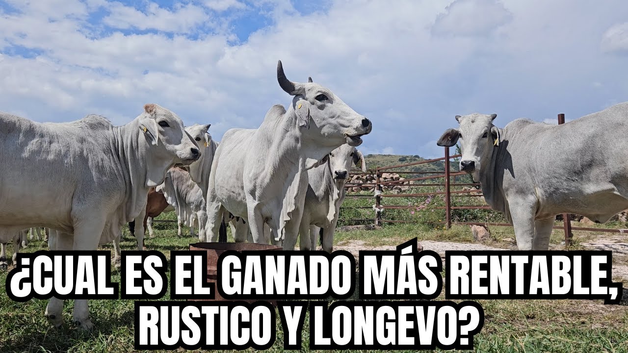 ¿Cuál es el GANADO más RENTABLE, RUSTICO Y LONGEVO? | El BRAHMAN que si PAGA | RancheandoAndo