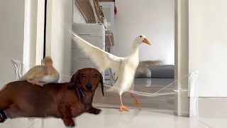 Mini dachshund and ducks vs invisible wall challenge