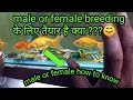 how to find goldfish male or female