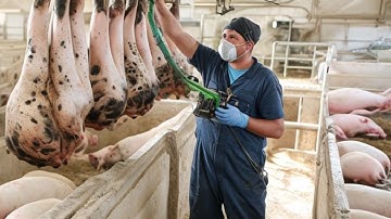 Mastering Hoof Trimming Techniques for Large-Scale Pig Farms #WITHME
