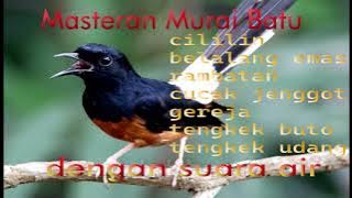 masteran murai batu dengan suara air