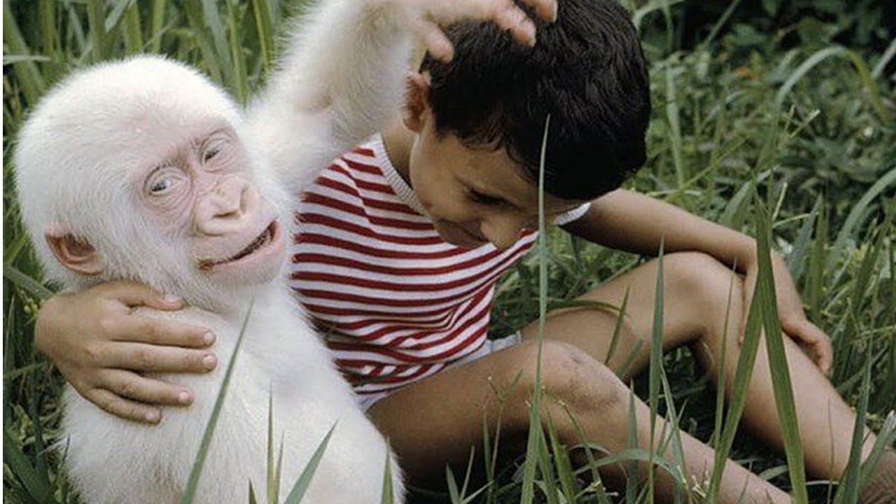 Macaco Albino! - Animais de todo o mundo