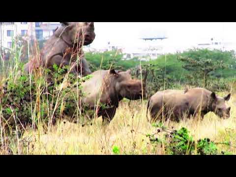 Download RHINO MATING IN PAIN | Rhino mating in front of tourist |  Nairobi National Park