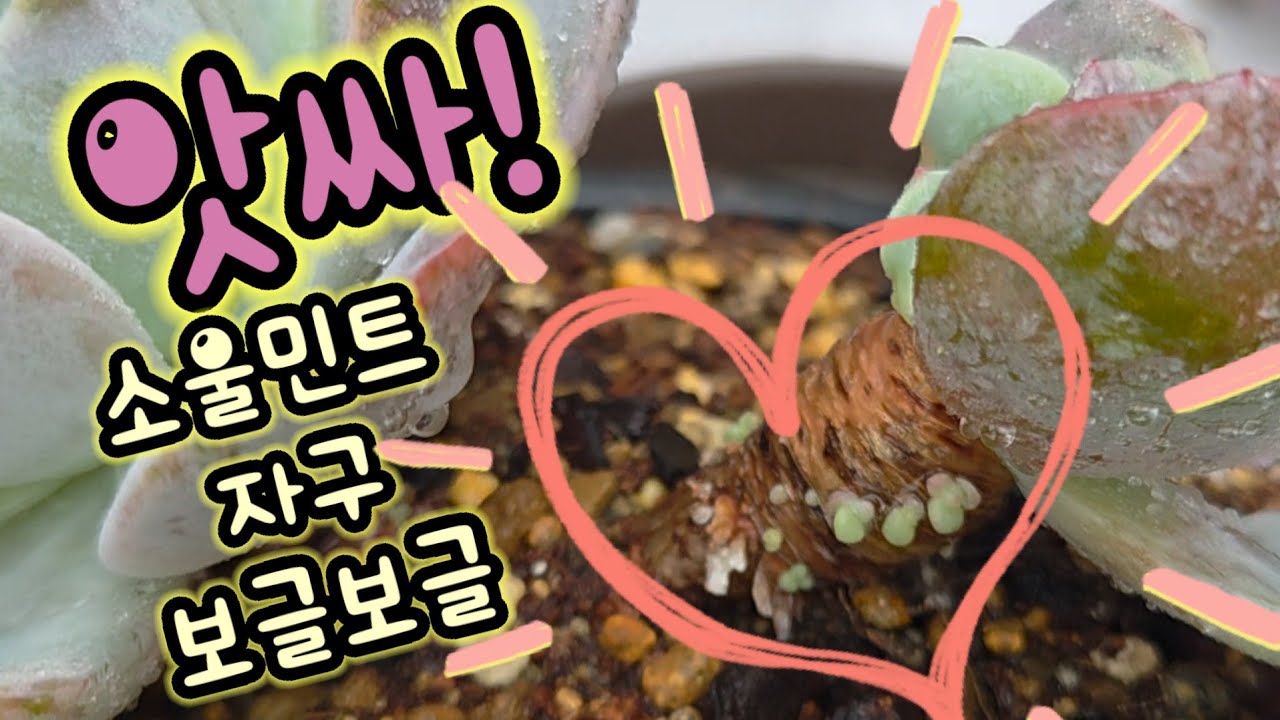 분갈이 후 케어 ! 온슬로우군생 뿌리 잘 났어요! 먼로군생&소울민트군생 자구 키워보아요! 