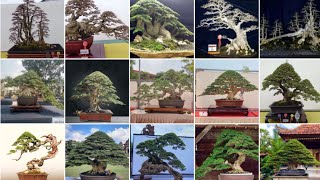 Kumpulan Bonsai Persiapan Piala Presiden 2024