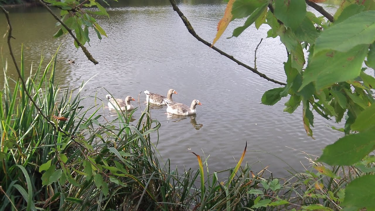 CapstoneFarm Country Park,Medway,Kent ~ Video Tour