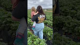 strawberry picking in san diego 🍓