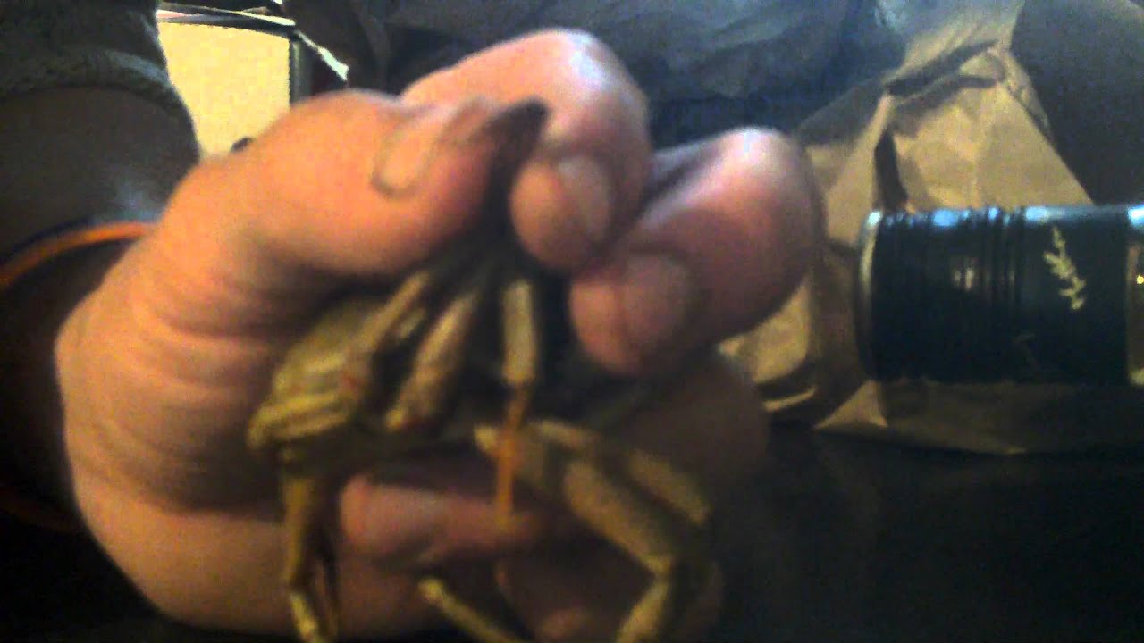 How to identify a peeler crab YouTube