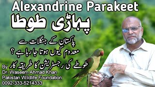 Alexandrine parakeet An Endangered Bird in Pakistan | Pahadi Tota | Raw Tota | Pahari Tota