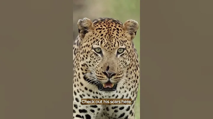 Big male leopard in The Okavango Delta (60fps) #shorts - DayDayNews