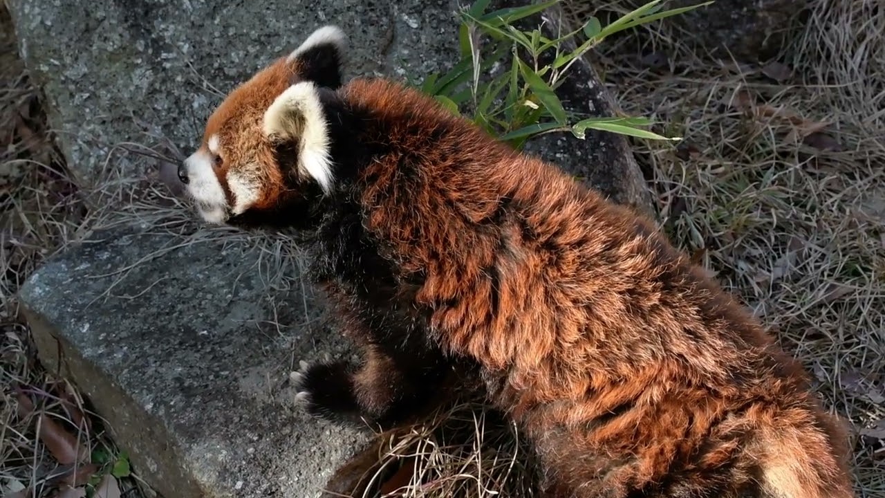 千葉市動物公園・レッサーパンダ【風太くん】・リンゴを食べる DSC