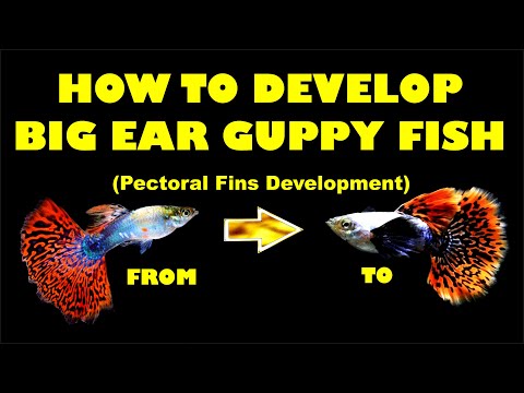 How to Develop Big Ear Guppy Fish!