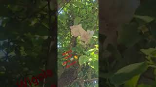 Wigols Iscriviti 🪺🐈 #puppy #cucciolo #cute #love #wigols #shorts #subscribe #yt #weekend #ytshorts