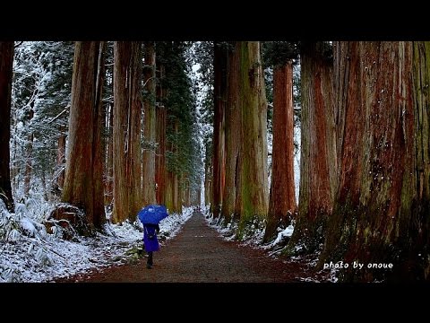 小雪舞う初冬の戸隠奥社神社・4K撮影