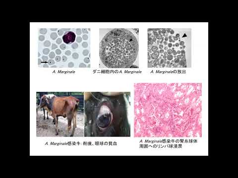 動物感染症８回の２牛細菌グラム陰性菌による感染症 edit