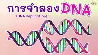 การจำลอง DNA (DNA replication)