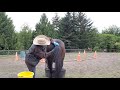 Cooperative care cleaning your mare's udder ,dock and tail using counter conditioning