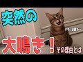 【大鳴き】必死に飼い主に何かを訴えようとする猫！！