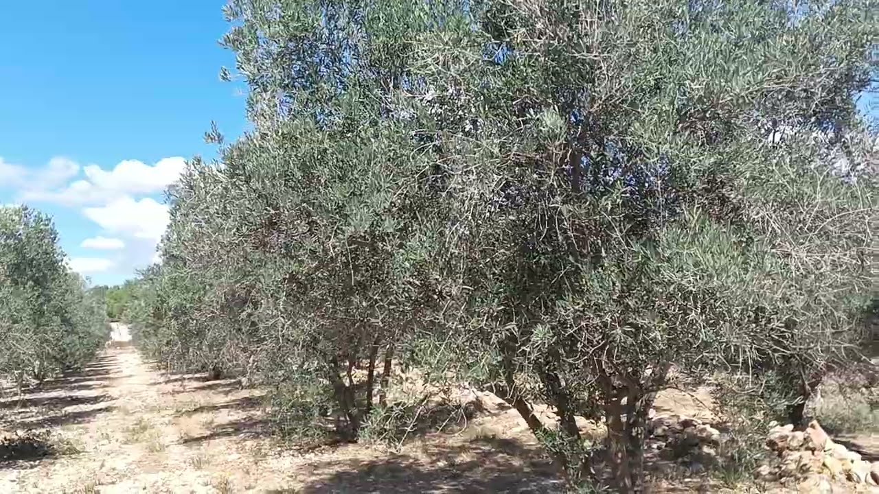 Recuperación de olivos jóvenes tras años sin ningún manejo.