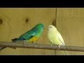 Red Rump Parrots feeding each other at The Pheasantasiam