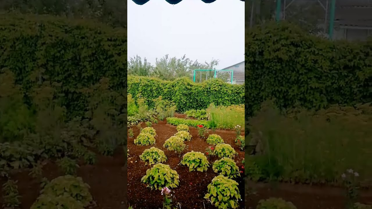 В деревне гадюкино опять идут дожди картинки прикольные