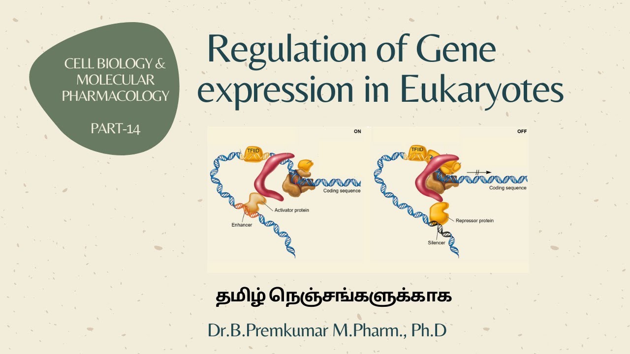 Gene regulation in Eukaryotes - CBMP - Part 14 - Tamil - YouTube