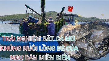 Cận cảnh thu hoạch cá mú trân châu siêu khủng nuôi trên lồng bè//Cá mú trân châu //Ngư dân miền biển