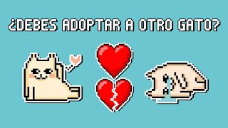 ¿Cómo sé si DEBO ADOPTAR A OTRO GATO? ¿DOS GATOS MEJOR QUE UNO?