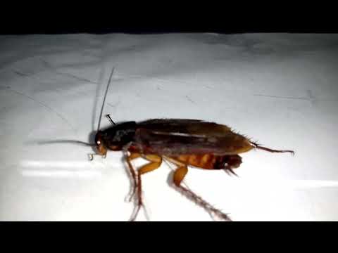 Video: Parazitinė vaista, kuri injekuoja jo nuodus tarakono smegenyse, kad ją kontroliuotų