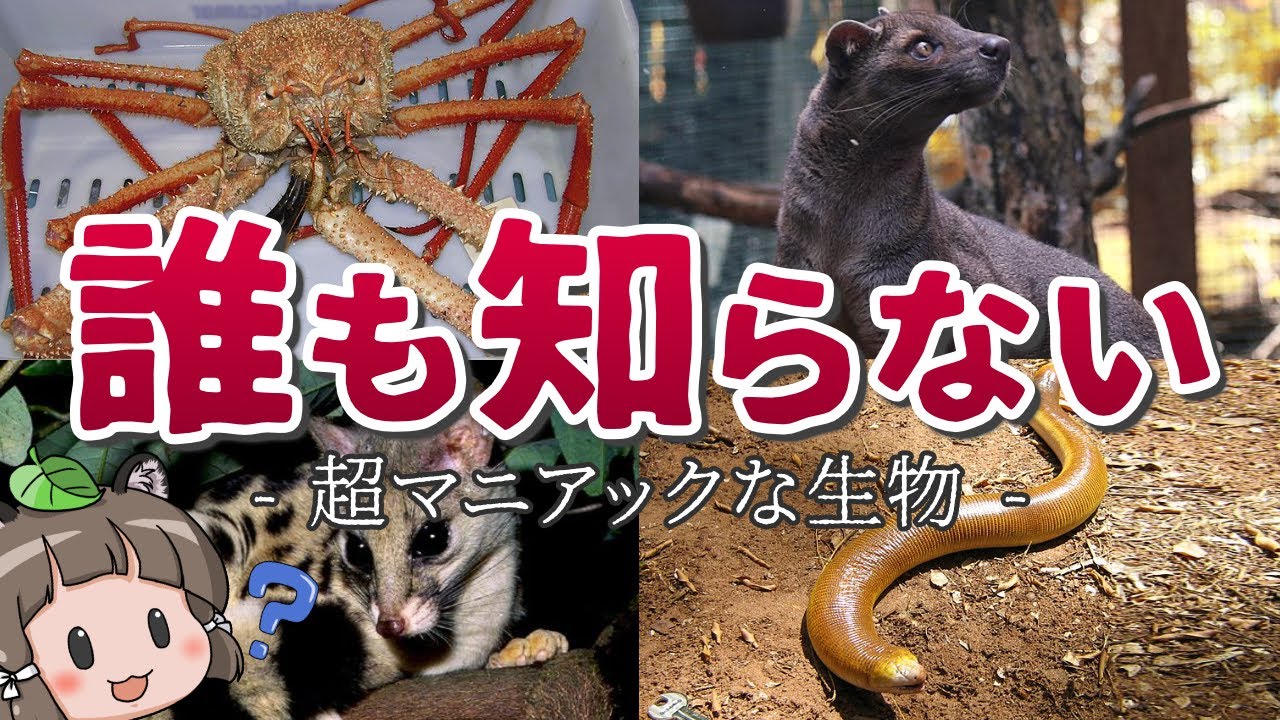 知ら ない 動物