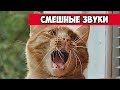 Смешные звуки животных | Bazuzu Video ТОП подборка июль 2017