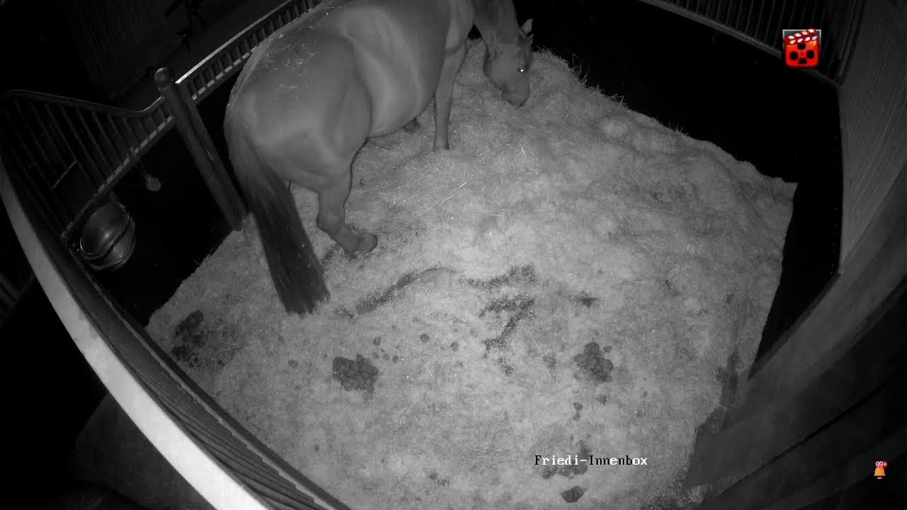 Fohlen TV - Warten auf Farytales Fohlen 13