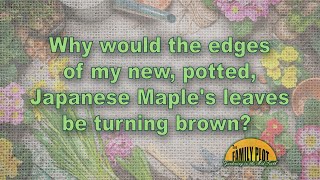 Why are the edges of the leaves on my Japanese maple turning brown?