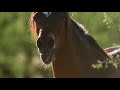 Salt River Wild Horses - The story of a baby horse separated from his mother (4K with audio)