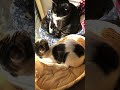 びっくりおとぼけざきおくん🐈白黒猫tuxedocatアメショ雑種