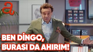 Ben Dingo, Burası da Ahırım! - Yaşamak Güzel ŞeY Özel Bölüm