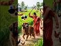 লোভী দাদী vs নিরীহ কুকুর 😢 | Meat Jungle Story 🐶🍖 | Emotional Bangla Story #shorts