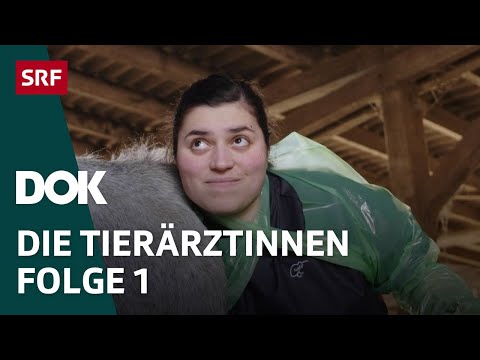 Video: Tierärzte: Wer Sind Sie Wirklich?