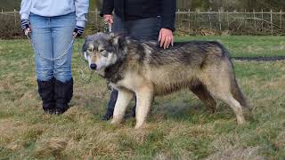 Walking with Wolves, wolves on a leash. Promenade avec des loups, @ UKWCT Beenham