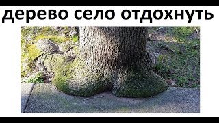 Лютые приколы. Дерево присело отдохнуть