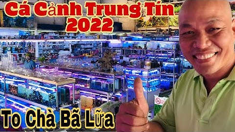 Dạo quanh Cá Cảnh Trung Tín đường Trường Chinh 2022-Thái Salem vê lốc