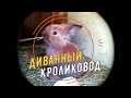 Второй окрол Карамельки. Сколько на этот раз?