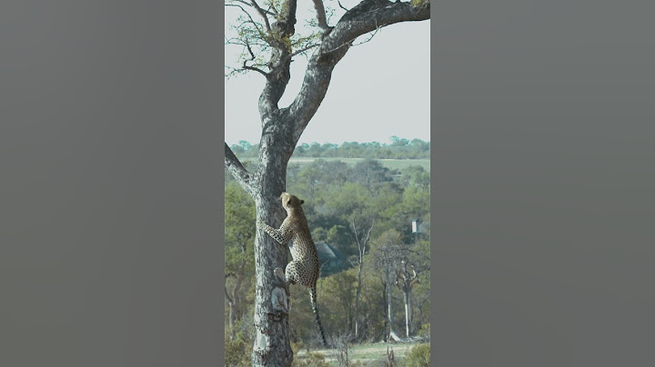 Lion Chases Leopard up Tree!