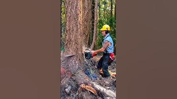 Chain Saw 🪚 Cutter, STIHL CHINE 🪚🛒🌴 #stihl #machine #tree #farming