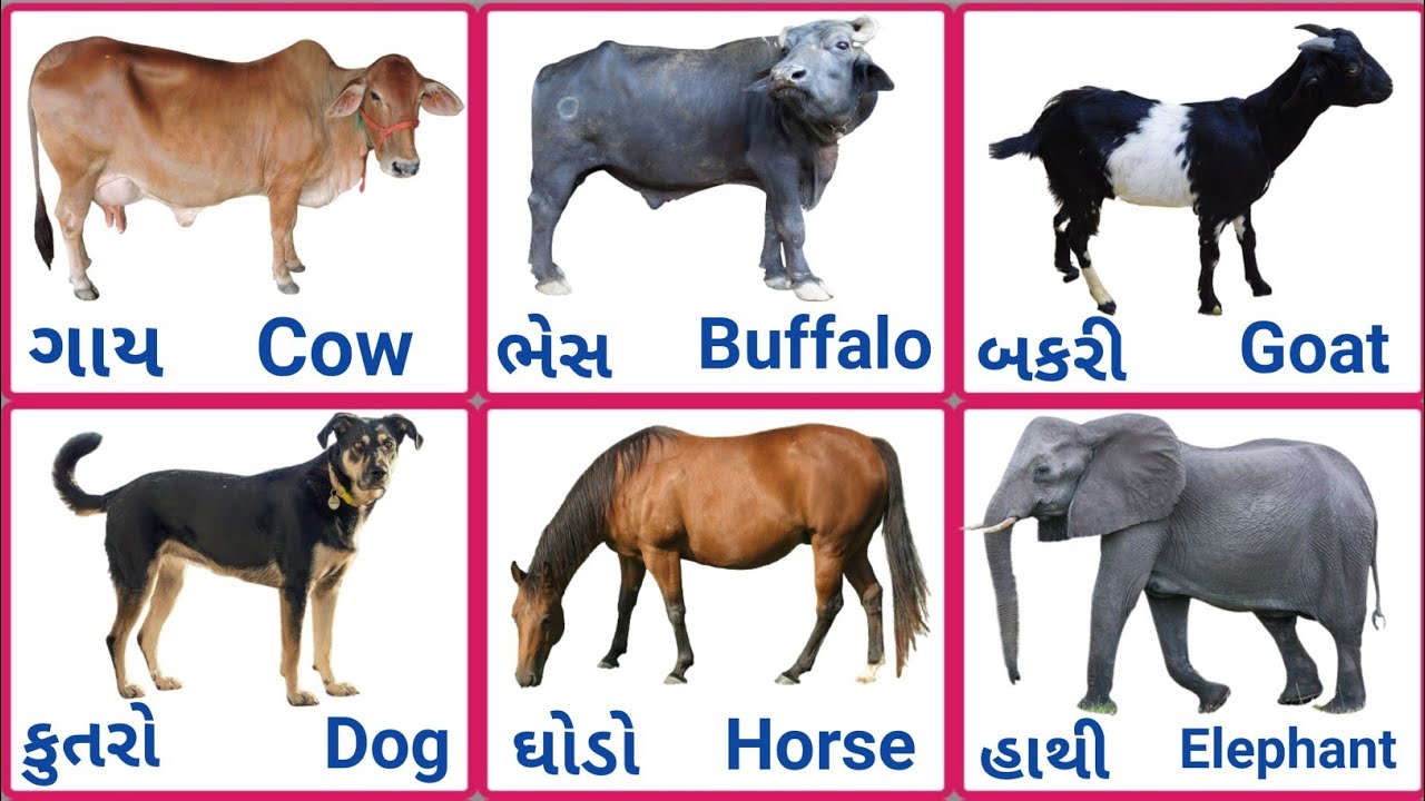 Domestic animals name in gujarati
