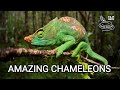 Amazing chameleons on the hunt, chameleon species from wilderness of Africa, Madagascar, India!