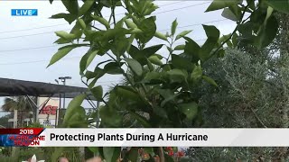 Find out what trees are best suited for your yard during hurricane season