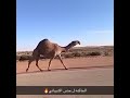 الحاكمه